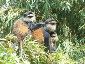 Golden Monkeys im Volcanoes National Park. © Foto: Dr. Bernd Kregel, 2015