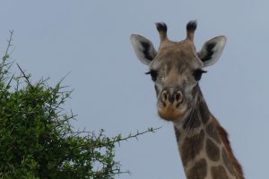 Giraffe im Selous-Wildreservat. © Foto: Bernd Kregel