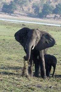 Elefanten im Chobe-Nationalpark. © Foto: Bernd Kregel