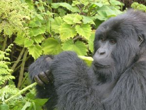 Foto-Safari in Ruanda.