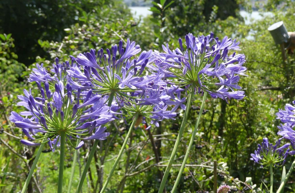 Fotoreportage Hesse, Haus und Garten in Gaienhofen MaDeRe