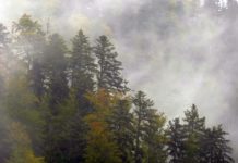 Schöne Bescherung in der Ravennaschlucht