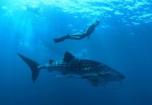 Anzeige: Eintauchen in das UNESCO Biosphären-Reservat Baa Atoll – Meeresbiologen Jeff und Sarah Milisen laden zur „Ocean Discovery Week“