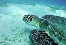 Buntes Leben im versunkenen Schiffswrack – Zuschauer in der Unterwasserwelt von Barbados