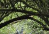 Riesenspinne im Netz – Bogenschützenglück in den Wäldern des Saarlands