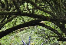 Riesenspinne im Netz – Bogenschützenglück in den Wäldern des Saarlands