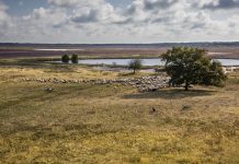 Das Farbenspiel der Vennen – Der lebendige Mikrokosmos von Dwingelderveld und Hondsrug
